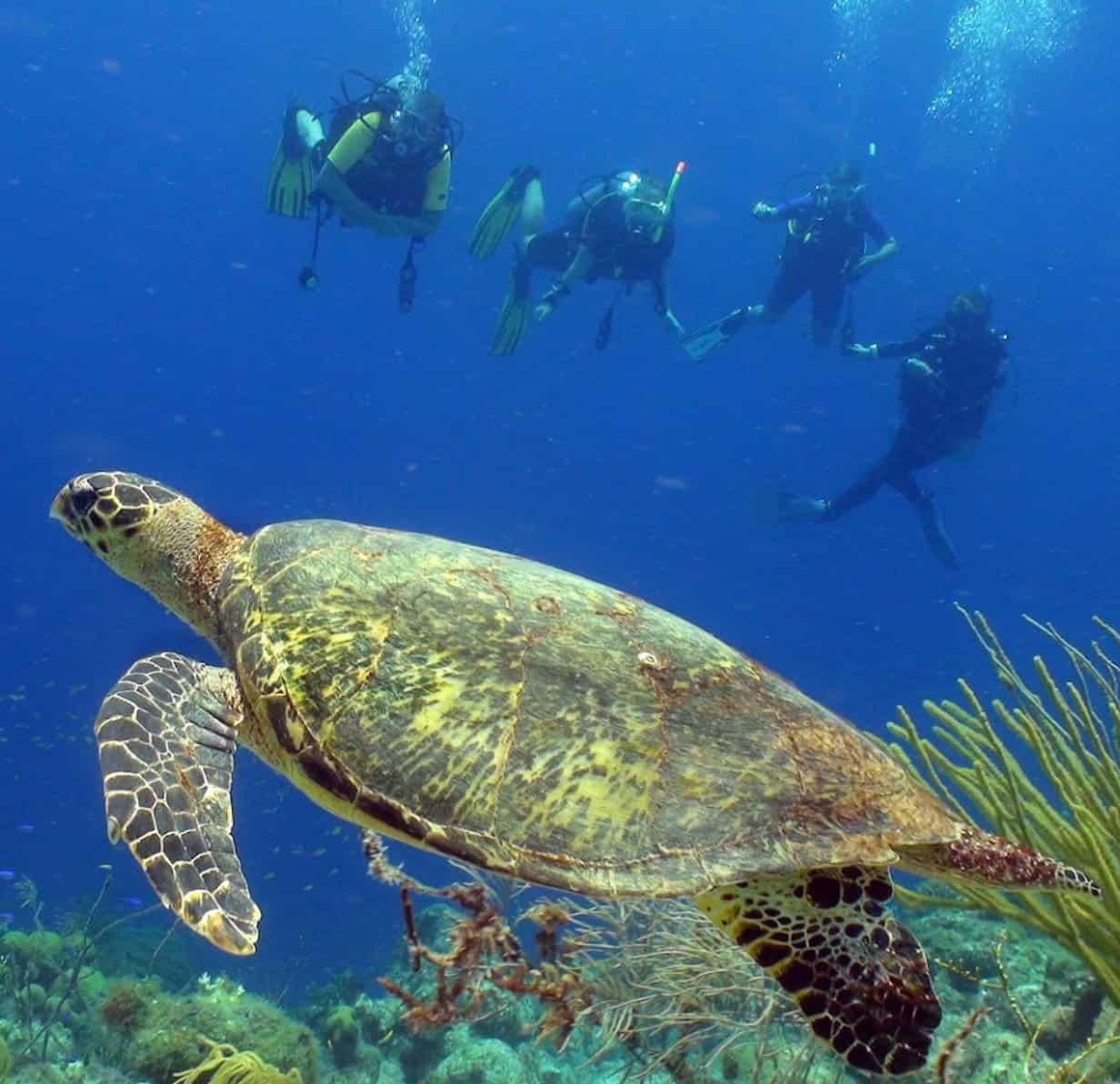 Coral Estate Dive Center